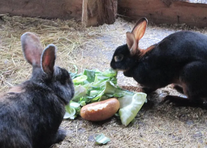 Der Schnuckenhof Pensjonat Schneverdingen