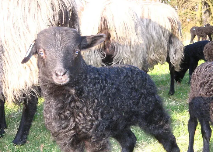 Pensjonat Der Schnuckenhof Schneverdingen